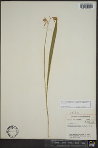 Calopogon tuberosus var. tuberosus image