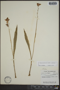 Calopogon tuberosus var. tuberosus image