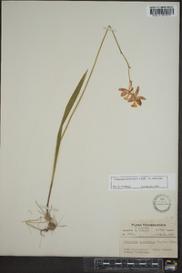 Calopogon tuberosus var. tuberosus image