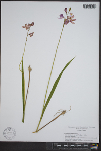 Calopogon tuberosus image