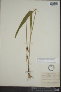 Calopogon tuberosus var. tuberosus image