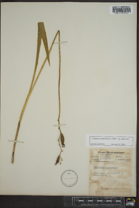 Calopogon tuberosus var. tuberosus image