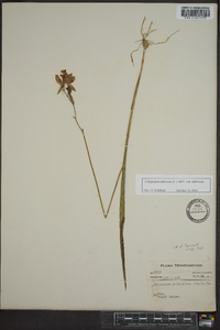 Calopogon tuberosus var. tuberosus image