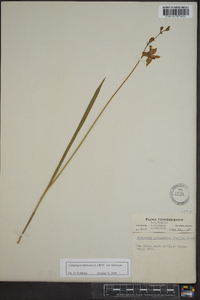 Calopogon tuberosus var. tuberosus image