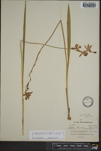 Calopogon tuberosus var. tuberosus image