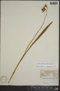 Calopogon tuberosus var. tuberosus image