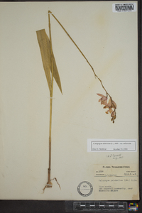 Calopogon tuberosus var. tuberosus image