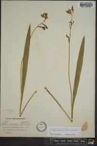 Calopogon tuberosus var. tuberosus image