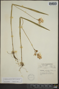 Calopogon tuberosus var. tuberosus image