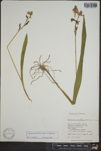 Calopogon tuberosus image