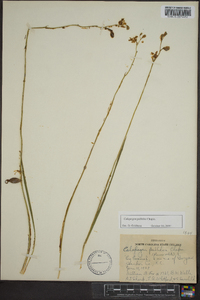 Calopogon pallidus image