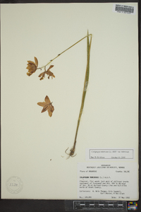 Calopogon tuberosus var. tuberosus image