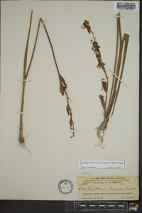 Calopogon tuberosus var. simpsonii image