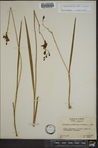 Calopogon tuberosus var. tuberosus image