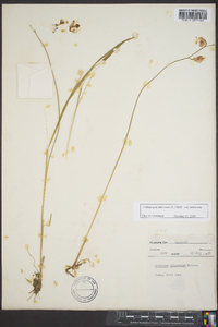 Calopogon tuberosus var. tuberosus image