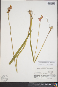 Calopogon tuberosus var. tuberosus image