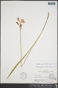 Calopogon tuberosus image