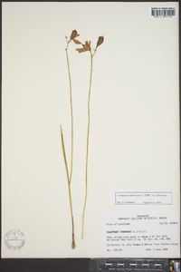 Calopogon tuberosus var. tuberosus image