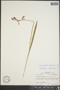 Calopogon tuberosus var. tuberosus image