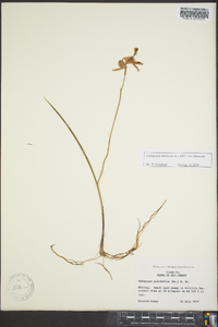 Calopogon tuberosus var. tuberosus image