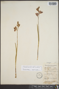 Calopogon tuberosus var. tuberosus image