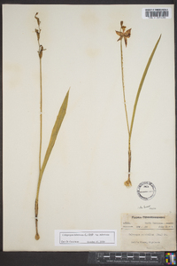 Calopogon tuberosus image