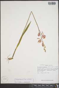 Calopogon tuberosus var. tuberosus image