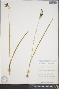 Calopogon tuberosus image