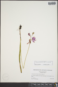 Calopogon tuberosus var. tuberosus image