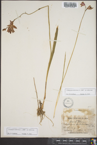 Calopogon tuberosus var. tuberosus image