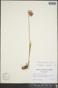 Calopogon tuberosus var. tuberosus image