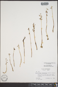 Corallorhiza odontorhiza var. odontorhiza image