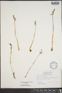 Corallorhiza odontorhiza var. pringlei image