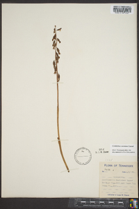 Corallorhiza wisteriana image