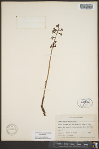 Corallorhiza maculata var. maculata image