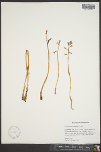 Corallorhiza wisteriana image