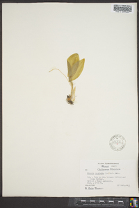 Liparis liliifolia image