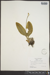 Liparis liliifolia image