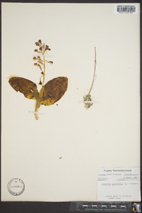 Liparis liliifolia image