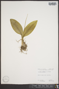 Liparis liliifolia image