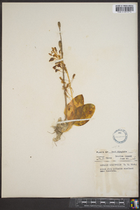 Liparis liliifolia image