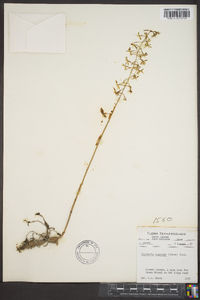 Tipularia discolor image