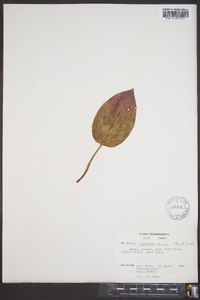 Tipularia discolor image