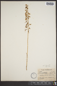 Tipularia unifolia image