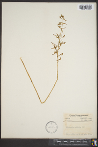 Tipularia unifolia image