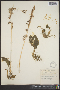 Tipularia unifolia image