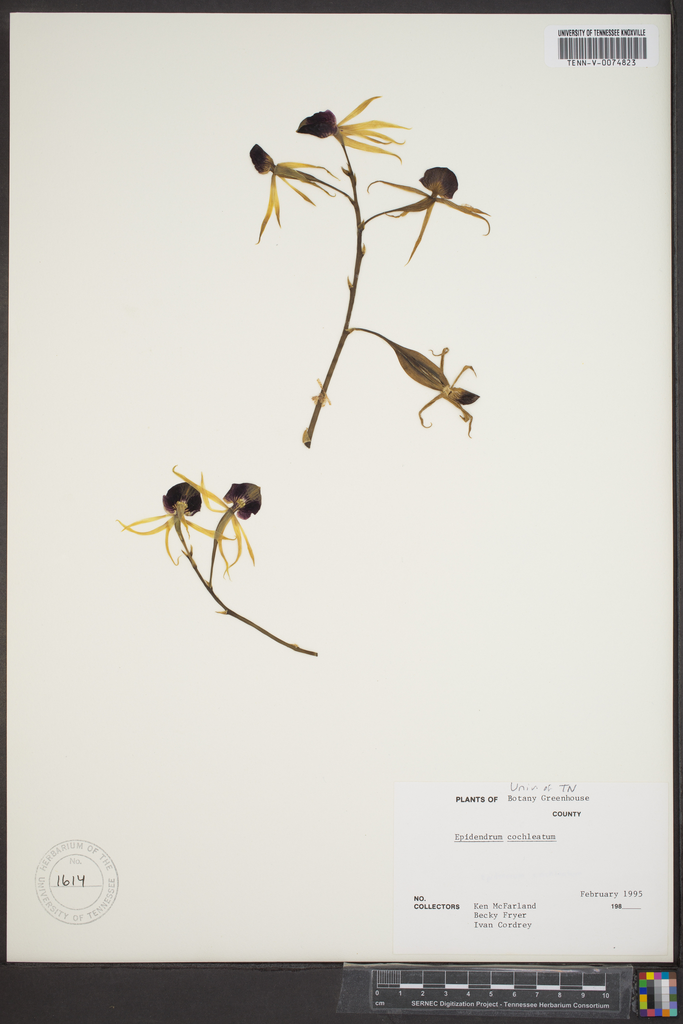 Epidendrum cochleatum image