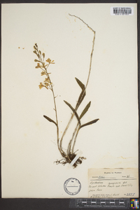 Epidendrum conopseum image