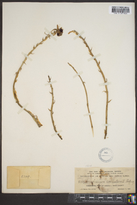 Epidendrum cochleatum image
