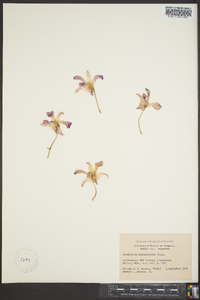 Dendrobium bigibbum image